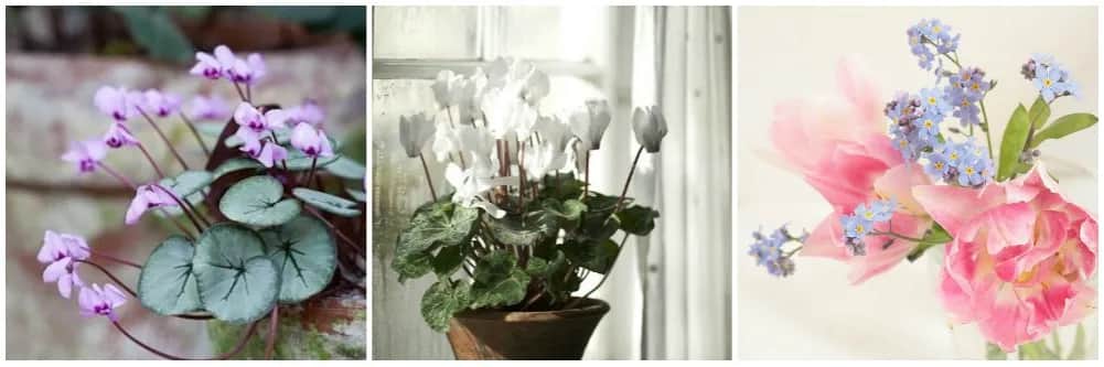 Jakie kwiaty na rozstanie? Oto emocjonalne propozycje dla Ciebie